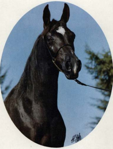 FF FALIH (The Egyptian Prince x Sar Mistalima by Sar Fadl Halim)