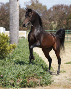 <b>Description: </b>Bashar Al Kamar MH (Imperial Al Kamar x Binte Aziza MH)<br/><b>Copyright: </b>Photo by Christine Emmert