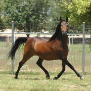 <b>Description: </b>Almoraima Alegria (Midbar Fa Rabdan x Fa Mahrouf) 1992 Dahman Shahwaniyah<br/><b>Copyright: </b>Diana Johnson photo