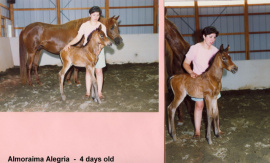 <b>Description: </b>Almoraima Alegria (Midbar Fa Rabdan x Fa Mahrouf) 1992 Dahman Shahwaniyah. Here at 4 days young, with her dam and Mrs Sefi Ruiz in 1992<br/>