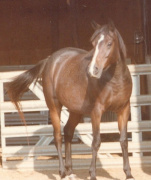 <b>Description: </b>Masada Saafa (Lothar x Masada El Aba) 1978 Dahmah Shahwaniyah <br/><b>Copyright: </b>Brian Bennet ph.