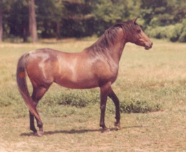 <b>Description: </b>Masada Saafa (Lothar x Masada El Aba) 1978 Dahmah Shahwaniyah <br/><b>Copyright: </b>W.Schimanski ph.