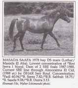 <b>Description: </b>Masada Saafa (Lothar x Masada El Aba) 1978 Dahmah Shahwaniyah <br/><b>Copyright: </b>W.Schimanski ph.