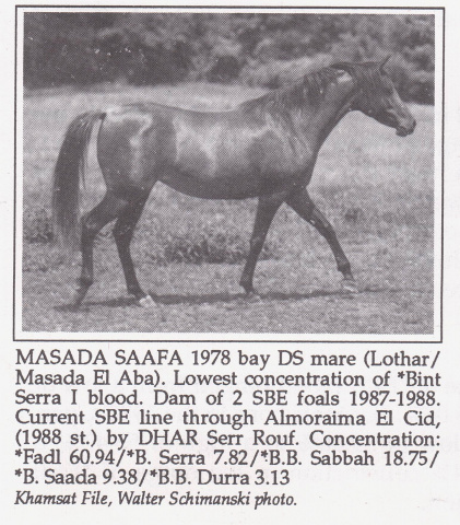 Masada Saafa (Lothar x Masada El Aba) 1978 Dahmah Shahwaniyah 