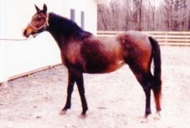 <b>Description: </b>Masada Saafa (Lothar x Masada El Aba) 1978 Dahmah Shahwaniyah <br/><b>Copyright: </b>Diana Clark ph.