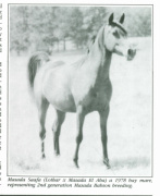 <b>Description: </b>Masada Saafa (Lothar x Masada El Aba) 1978 Dahmah Shahwaniyah. Her only replacement is Almoraima El Cid <br/>