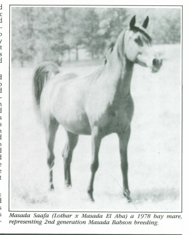 Masada Saafa (Lothar x Masada El Aba) 1978 Dahmah Shahwaniyah. Her only replacement is Almoraima El Cid 