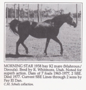 <b>Description: </b>Morning Star (Mahroun x Diroufa) 1958 Saqlawiyah Gidraniyah Ibn Sudan<br/><b>Copyright: </b>C.M Schulz collection