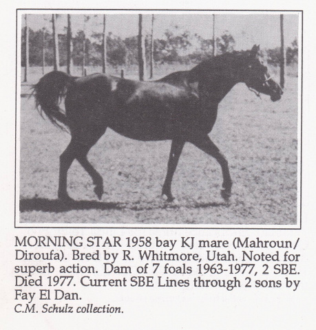 Morning Star (Mahroun x Diroufa) 1958 Saqlawiyah Gidraniyah Ibn Sudan