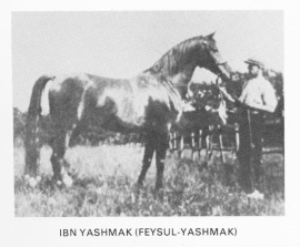 <b>Description: </b>Ibn Yashmak (Feysul x Yashmak) 1902  Kuhailan Ajuz Al Jallabi<br/>