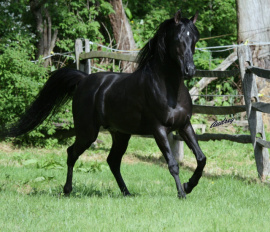 <b>Description: </b>Hu Shameer at Hughes Arabians, USA.<br/><b>Copyright: </b>Photo by Audrey