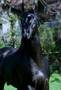 <b>Description: </b>Hu Shameer at Hughes Arabians, USA.<br/><b>Copyright: </b>Photo by Audrey