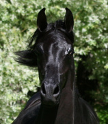 <b>Description: </b>Hu Jasameenna at Hughes Arabians, USA.<br/><b>Copyright: </b>Photo by Audrey