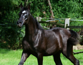 <b>Description: </b>Hu Lakaria at Hughes Arabians, USA<br/><b>Copyright: </b>Photo by Audrey