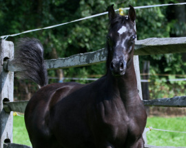 <b>Description: </b>Hu Lakaria at Hughes Arabians, USA<br/><b>Copyright: </b>Photo by Audrey