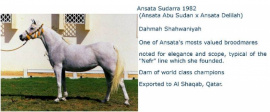 <b>Description: </b>Ansata Sudarra (Ansata Abu Sudan x Ansata Delilah) 1982 Dahmah Shahwaniyah<br/><b>Copyright: </b>Van Lent photo