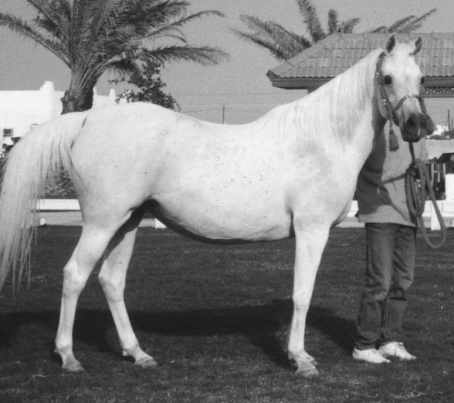 Sudarra had that certain star quality - like her mother. She knew exactly who she was. As a foal she would stand in the pasture, away from her dam, and pretend she was in command of all she surveyed.” - Judith Forbis.