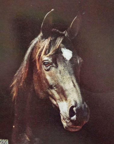 Sabrah (Fabah x Serrasab) 1964 Dahmah Shahwaniyah. Dam of five National Champions in Halter and in Performance