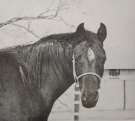 <b>Description: </b>Sabrah (Fabah x Serrasab) 1964 Dahmah Shahwaniyah. Dam of five National Champions in Halter and in Performance<br/><b>Copyright: </b>Forbis Photo