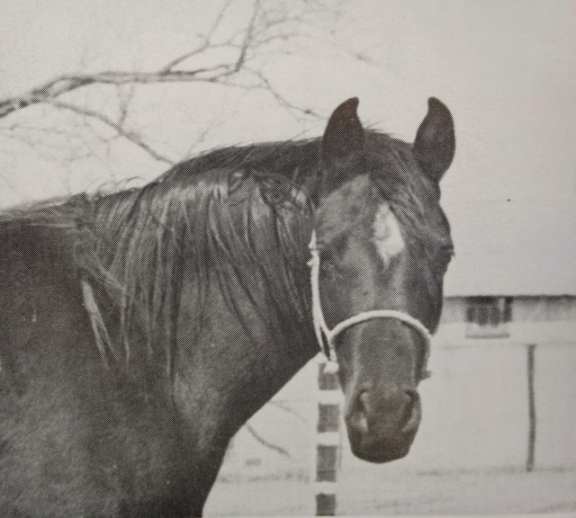 Sabrah (Fabah x Serrasab) 1964 Dahmah Shahwaniyah. Dam of five National Champions in Halter and in Performance