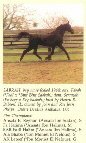 Sabrah (Fabah x Serrasab) 1964 Dahmah Shahwaniyah. Dam of five National Champions in Halter and in Performance