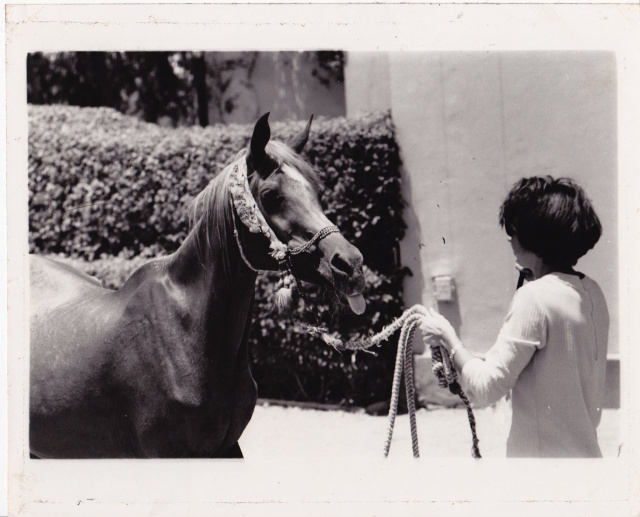 Moniet El Nefous (Shahloul x Wanisa) 1946 " One of the most exquisite mares of her time" J. Forbis