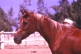 <b>Description: </b>Moniet El Nefous (Shahloul x Wanisa) 1946 " One of the most exquisite mares of her time" J. Forbis<br/><b>Copyright: </b>Forbis Photo