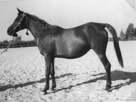 <b>Description: </b>Moniet El Nefous (Shahloul x Wanisa) 1946 " One of the most exquisite mares of her time" J. Forbis<br/><b>Copyright: </b>Forbis Photo