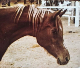 <b>Description: </b>Moniet El Nefous (Shahloul x Wanisa) 1946 " One of the most exquisite mares of her time" J. Forbis<br/><b>Copyright: </b>Forbis Photo