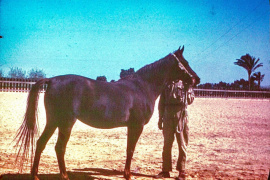 <b>Description: </b>Ragia (Ibn Rabdan x Farida) 1938 Dahmah Shahwaniyah<br/><b>Copyright: </b>Robert Earle Buchanan photo