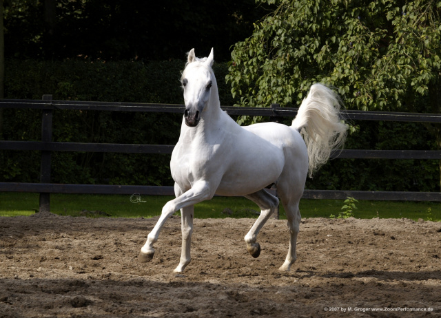 Sheikh Mahrus (Sheikh El Araby x Bint Maboubah) 1999 Dahman Shahwan