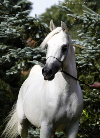 Sheikh Mahrus (Sheikh El Araby x Bint Maboubah) 1999 Dahman Shahwan