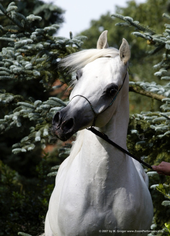 Sheikh Mahrus (Sheikh El Araby x Bint Maboubah) 1999 Dahman Shahwan