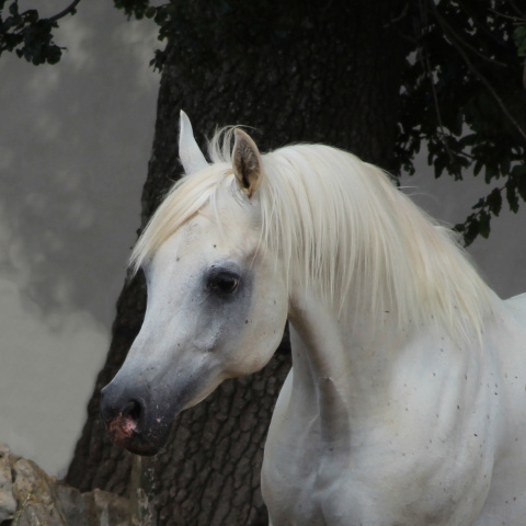 Sheikh Mahrus (Sheikh El Araby x Bint Maboubah) 1999 Dahman Shahwan