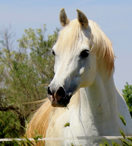 Sheikh Mahrus (Sheikh El Araby x Bint Maboubah) 1999 Dahman Shahwan