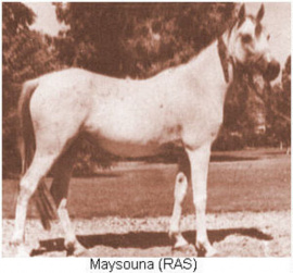 <b>Description: </b>Maysouna (Kheir x Shams ) 1948 Hadbah Enzahiyah<br/>