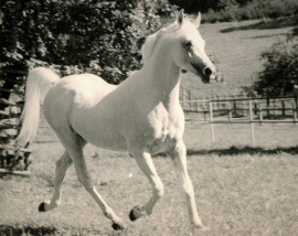 <b>Description: </b>Ghazal (Nazeer x Bukra) 1953 Dahman Shahwan. Here Photographed at  Weil-Marbach<br/>