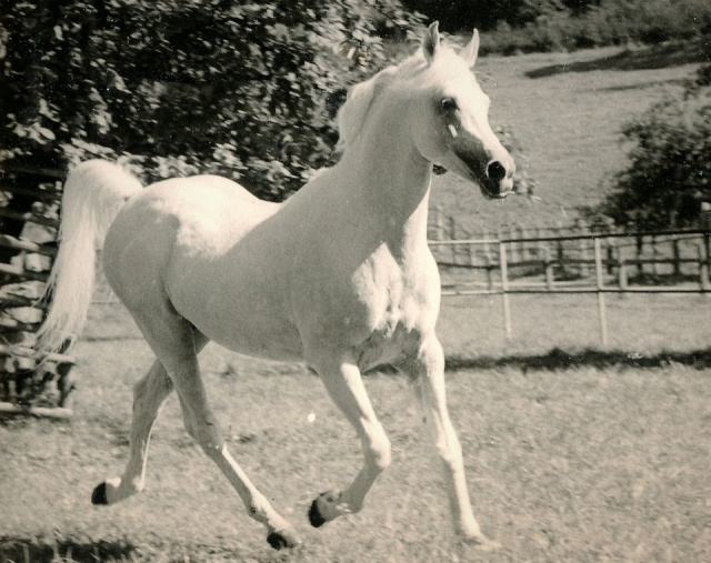 Ghazal (Nazeer x Bukra) 1953 Dahman Shahwan. Here Photographed at  Weil-Marbach