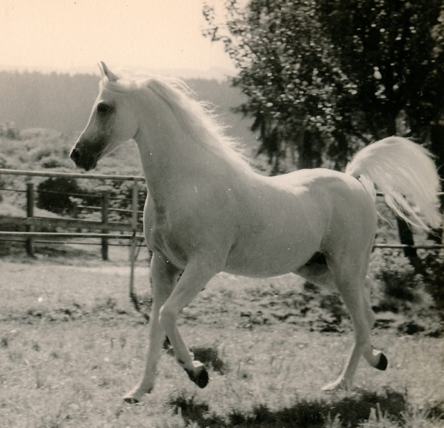 Ghazal (Nazeer x Bukra) 1953 Dahman Shahwan. Here Photographed at  Weil-Marbach 