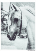 <b>Description: </b>Ghazal (Nazeer x Bukra) 1953 Dahman Shahwan. ELITE STALLION<br/>