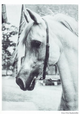 Ghazal (Nazeer x Bukra) 1953 Dahman Shahwan. ELITE STALLION