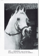 <b>Description: </b>Ghazal (Nazeer x Bukra) 1953 Dahman Shahwan. ELITE STALLION<br/>