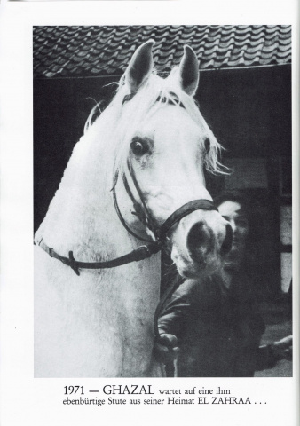 Ghazal (Nazeer x Bukra) 1953 Dahman Shahwan. ELITE STALLION