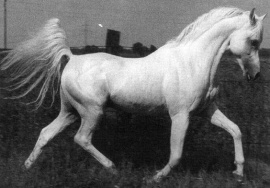 <b>Description: </b>Ghazal (Nazeer x Bukra) 1953 Dahman Shahwan. ELITE STALLION<br/>