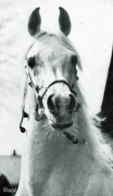 <b>Description: </b>Ghazal (Nazeer x Bukra) 1953 Dahman Shahwan. ELITE STALLION<br/>