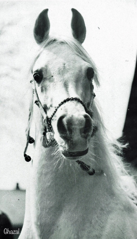 Ghazal (Nazeer x Bukra) 1953 Dahman Shahwan. ELITE STALLION