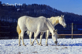 <b>Description: </b>Noha  and Nabya at Marbach Stud Farm in 1987<br/><b>Copyright: </b>Betty Finke photo