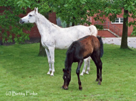 <b>Description: </b>Noha (Hadban Enzahi x Nadja), 1971 mare from Marbach, visiting Ansata Halim Shah. The foal with her is Norus by Gharib, later exported to Canada and sire of World Champion Hadidi.<br/><b>Copyright: </b>Betty Finke photo