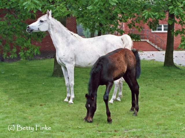 Noha (Hadban Enzahi x Nadja), 1971 mare from Marbach, visiting Ansata Halim Shah. The foal with her is Norus by Gharib, later exported to Canada and sire of World Champion Hadidi.