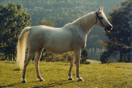 <b>Description: </b>NOHA (Hadban Enzahi x Nadja), *1971 Bred and owned by Marbach State Stud / Germany Shown here in 1984 at the age of 13<br/><b>Copyright: </b>Betty Finke photo